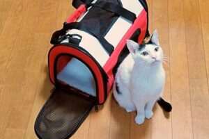 consejos para viajar con tu felino
